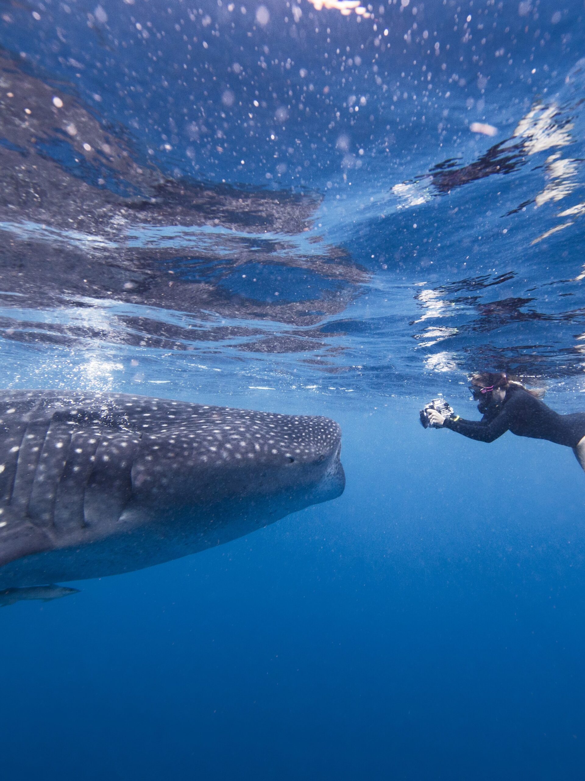 Buceador nadando con tiburón ballena, vista submarina, Cancún, México